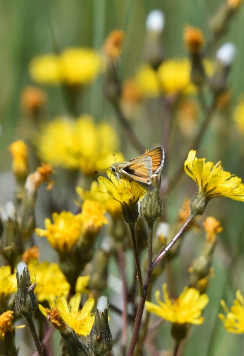 carson wandering skipper